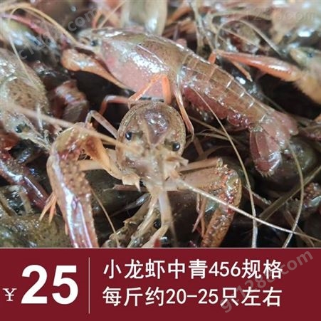 21年10月小龙虾产地批发 中青小龙虾批发 456规格青虾24元每斤 深圳广州包直达费用