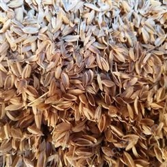 绿化种植稻壳 干燥性好颗粒分明 饲养垫圈使用 早春