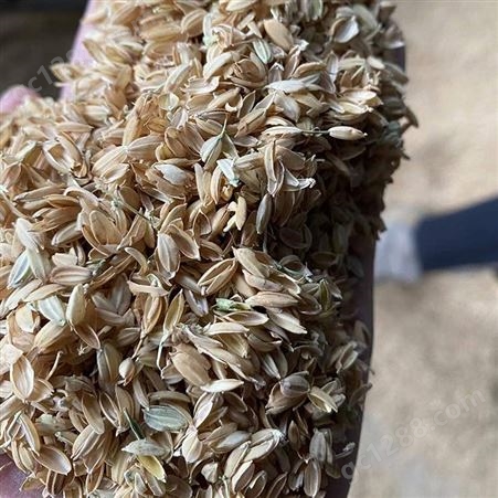 绿化种植稻壳 干燥性好颗粒分明 饲养垫圈使用 早春