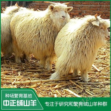 辽宁盖州绒山羊 周岁母羊繁殖能力强 提供养羊技术 生长发育快