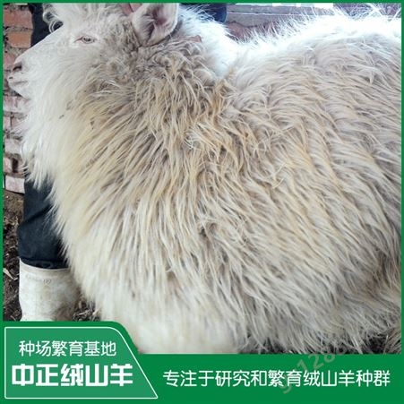 辽宁盖州绒山羊 周岁母羊繁殖能力强 提供养羊技术 生长发育快