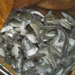 黑鱼花鱼苗 中国台湾泥鳅桂花鱼罗非鱼鱼养殖 现货出售