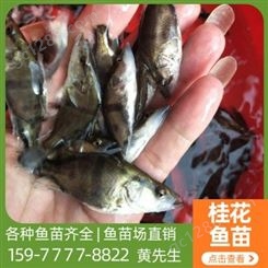 优质鱼苗出售 黄辣丁 淡水养殖黄骨鱼 免费技术支持
