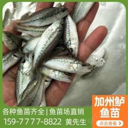 淡水鱼苗基地养殖 优质鱼种水产抗病力强 欢迎参观