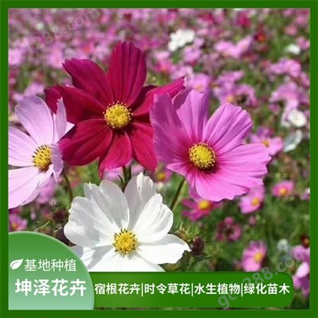 波斯菊批发 花色丰富艳丽 适宜作花海景观打造 切花材料 坤泽