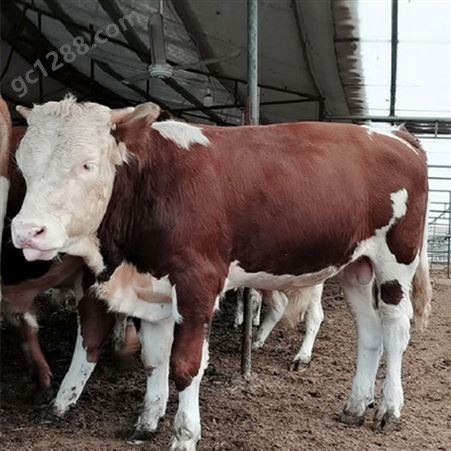 改良西门塔尔牛 养牛场杂交脱温肉牛 500斤 提供养殖技术 隆泰