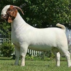 成年改良圈养波尔山羊母羊 繁殖能力强 适应性强