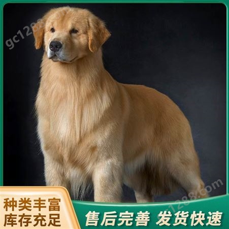 散养改良大型金毛犬 成体护院宠物犬 体格良好性情温顺