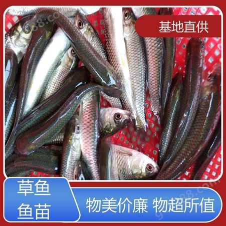 草鱼苗及成品鱼 水库鱼塘养殖专用 鱼产业基地专用 适应性强