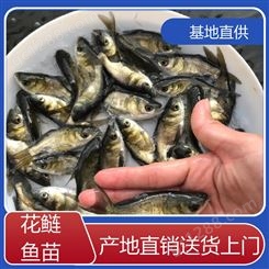 养殖基地直发 渔业批量供应 鲜活健康 花鲢鱼鱼苗