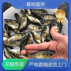 养殖基地直发 渔业批量供应 全国包邮 花鲢鱼苗批发商