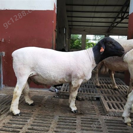 杜泊绵羊母羊 一年两窝 多胎科学喂养 适应性强 双鸿养殖