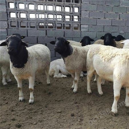 杜泊绵羊母羊 一年两窝 多胎科学喂养 适应性强 双鸿养殖