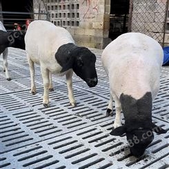 养殖杂交改良多胎杜泊绵羊母羊 饲养简单 双脊宽背出肉高